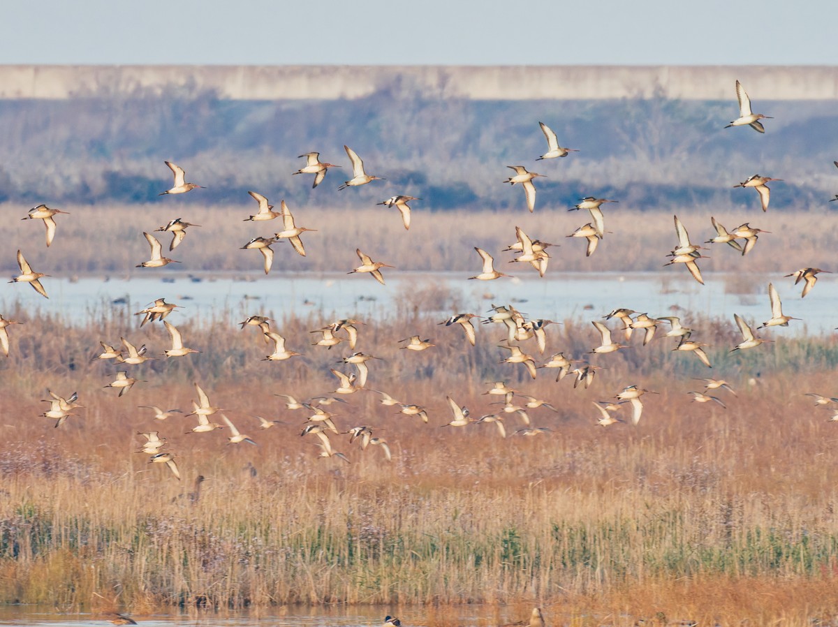 לימוזה מצויה - ML646569317