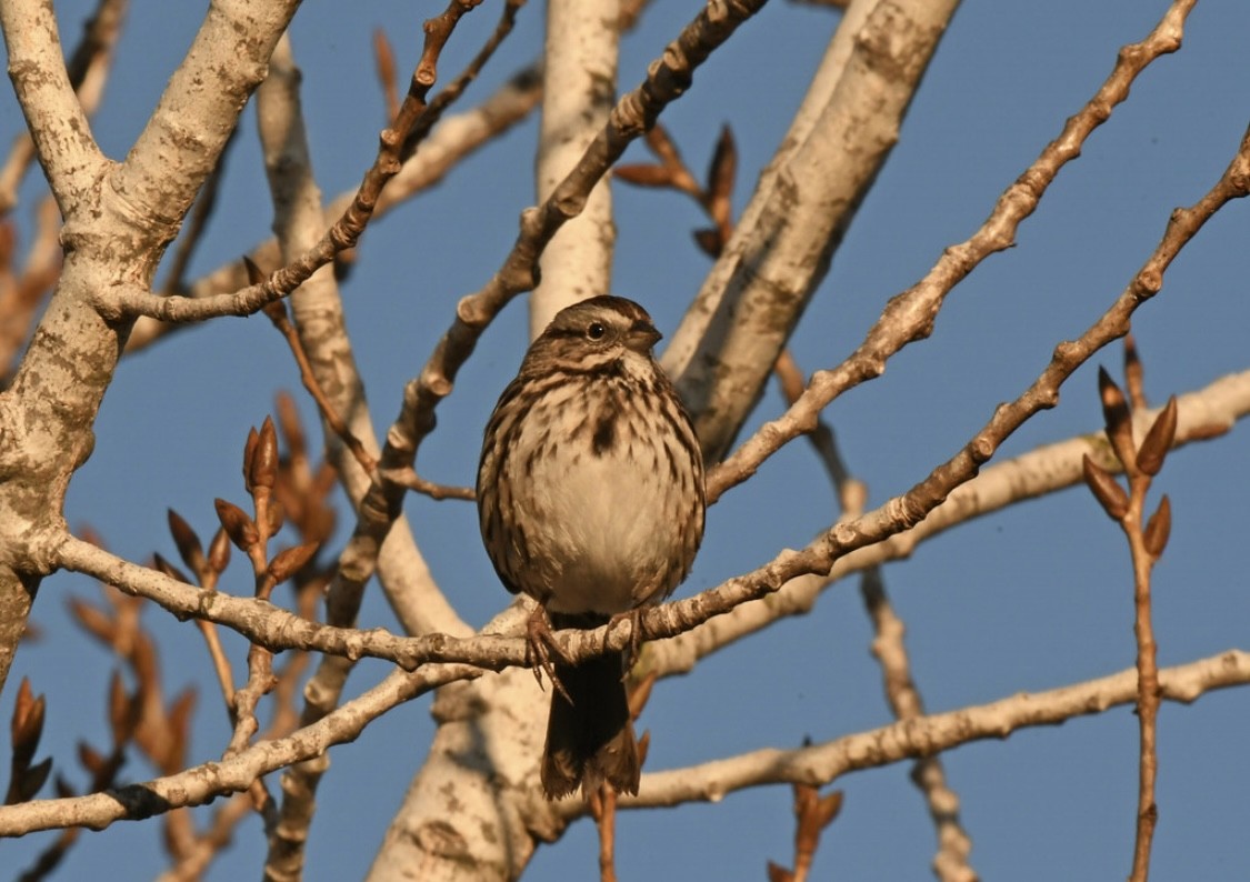 Chingolo Cantor - ML646569318