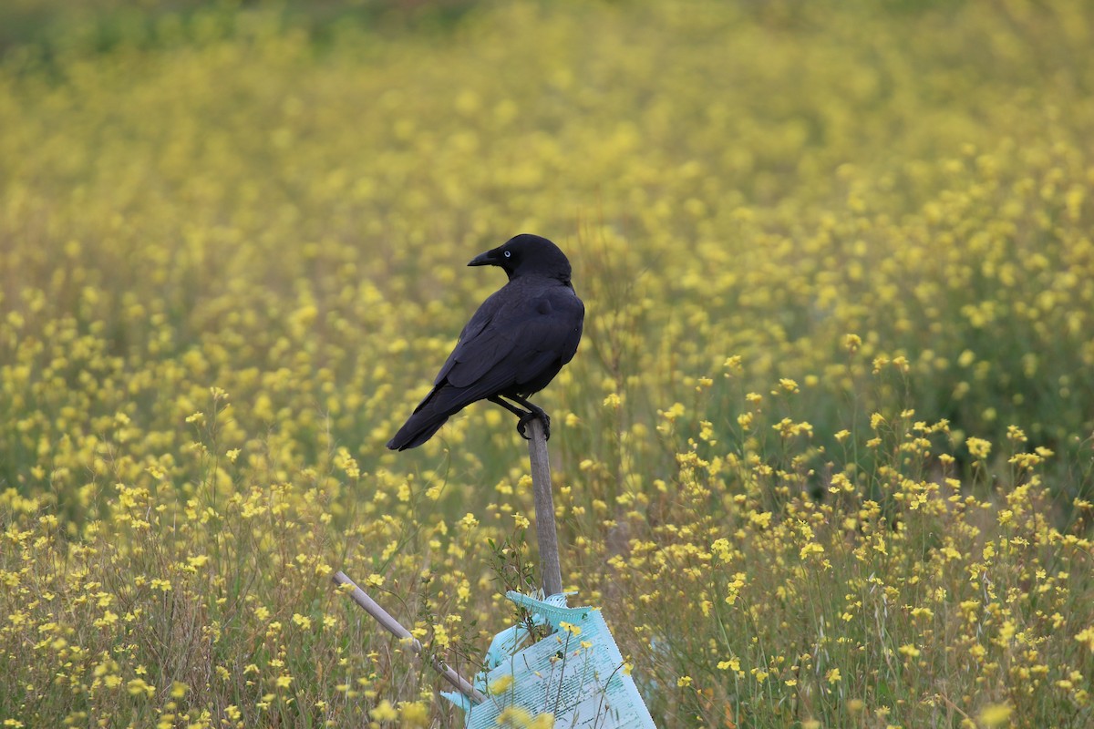 Little Raven - ML646569320