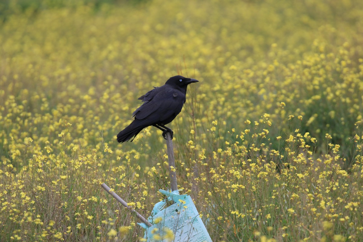 Little Raven - ML646569321