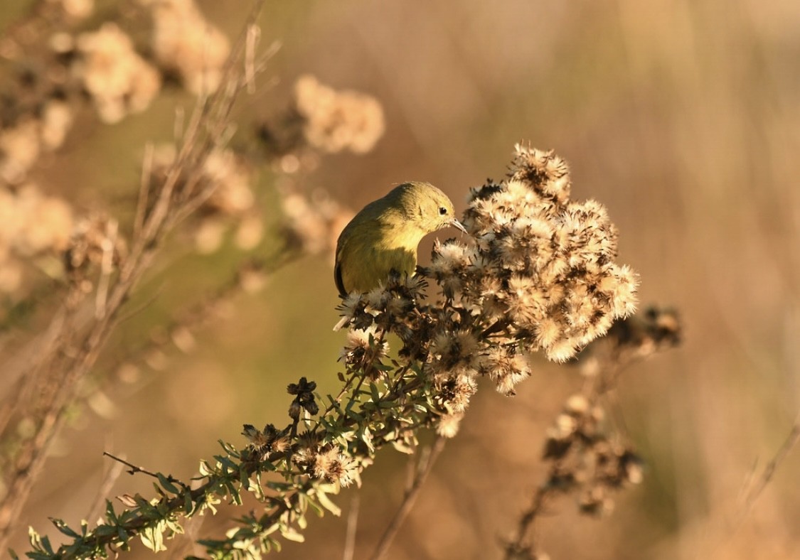 Reinita Coroninaranja - ML646569322