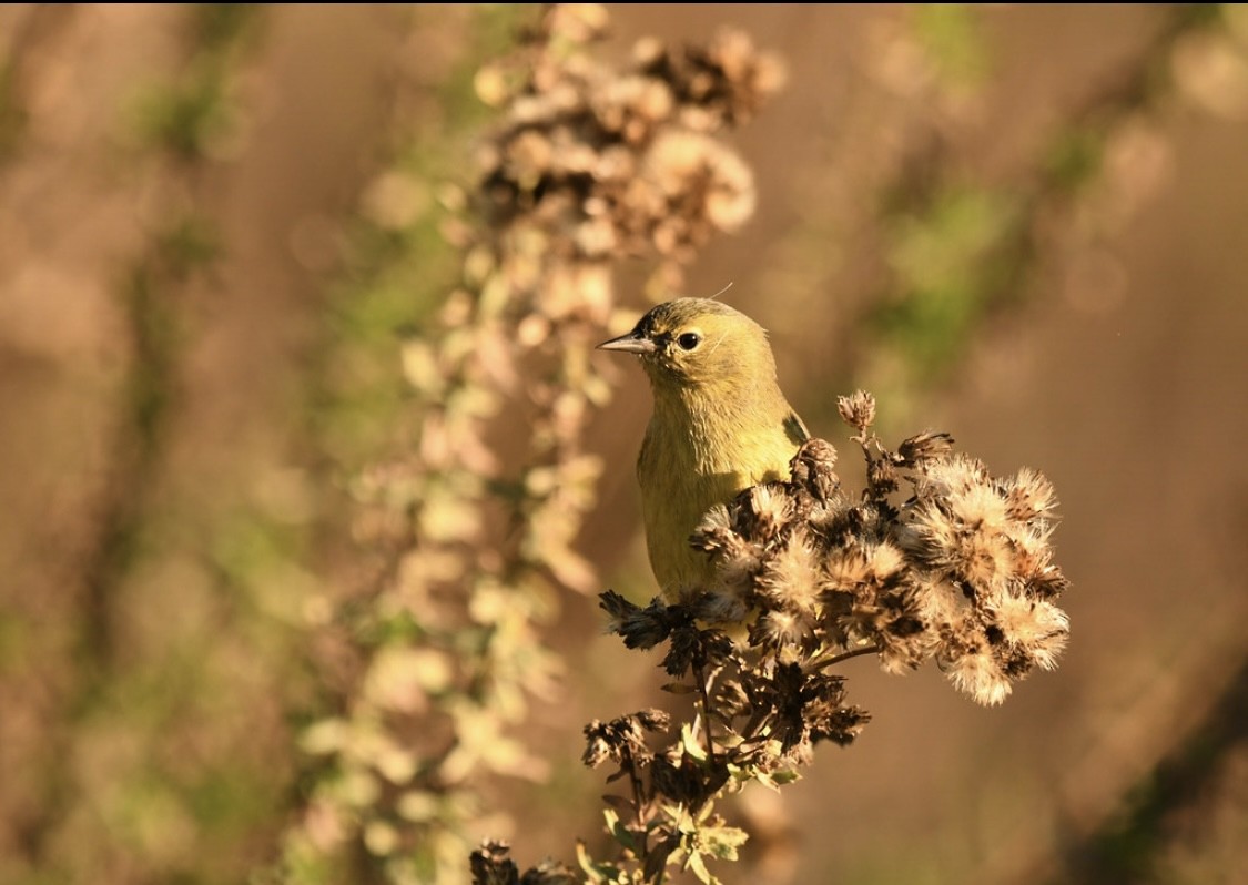 Reinita Coroninaranja - ML646569323