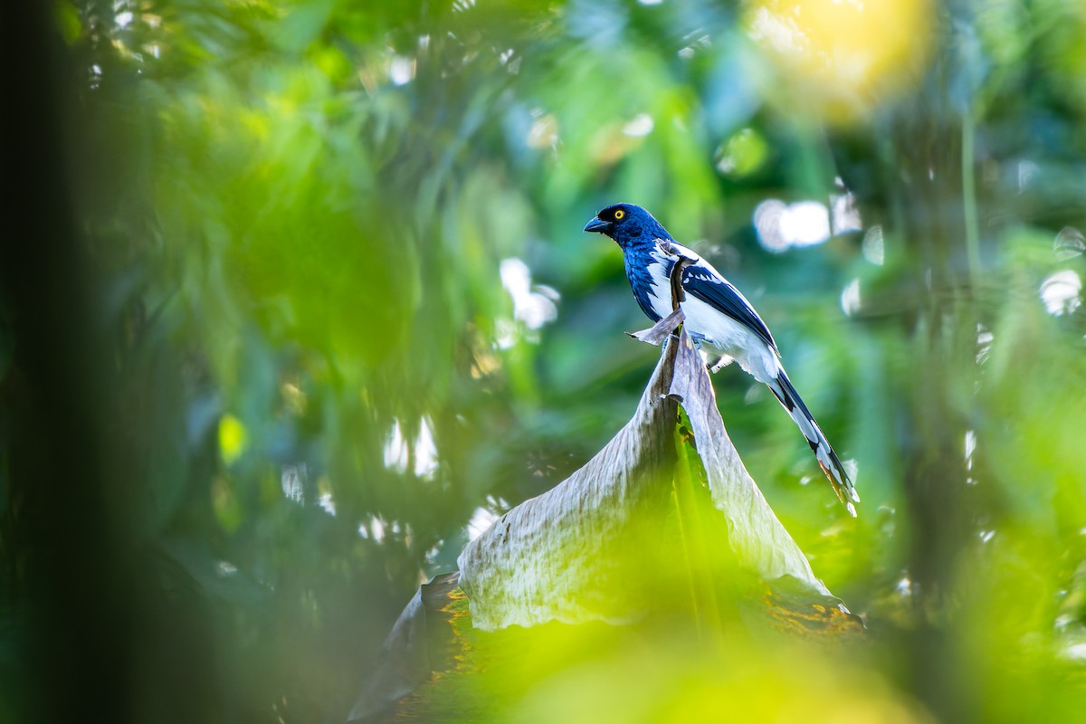 Magpie Tanager - ML646569330