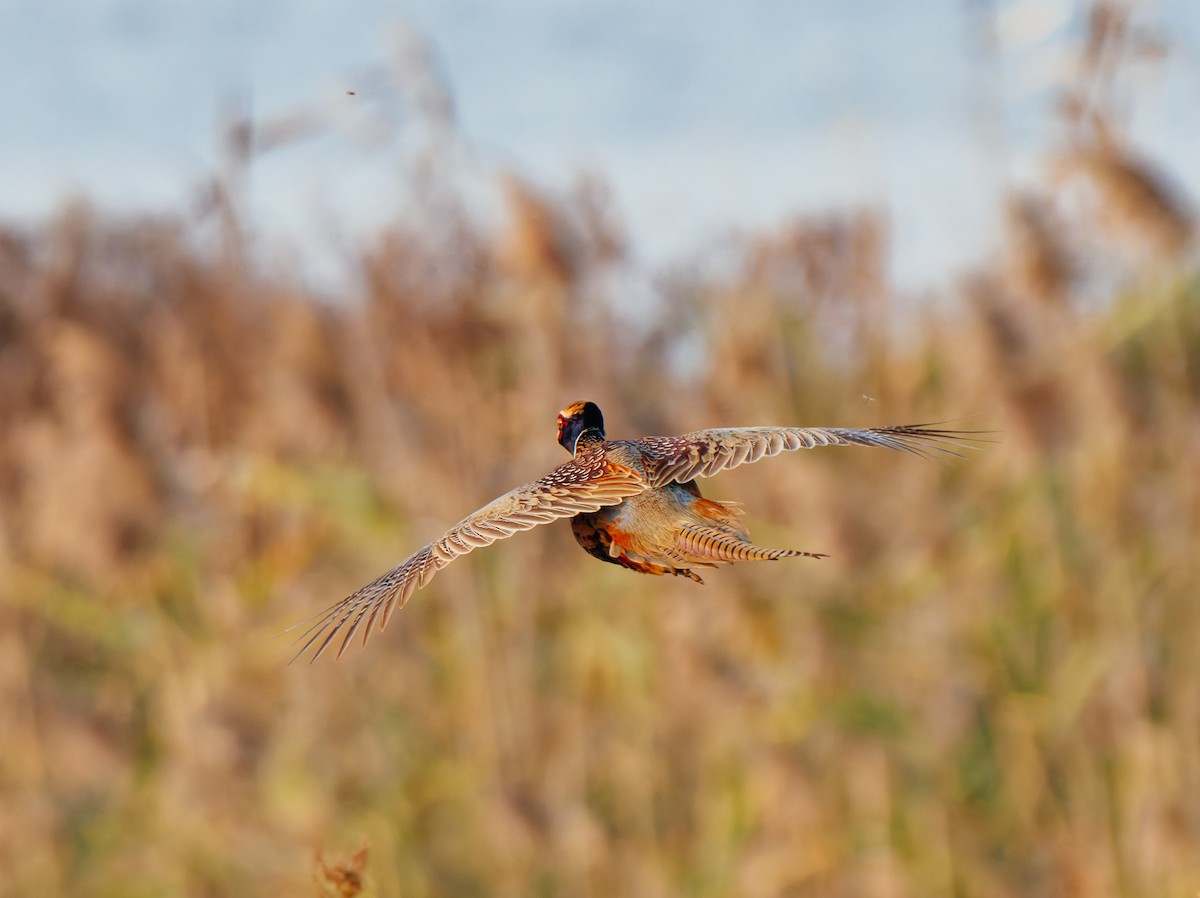 פסיון מצוי - ML646569331