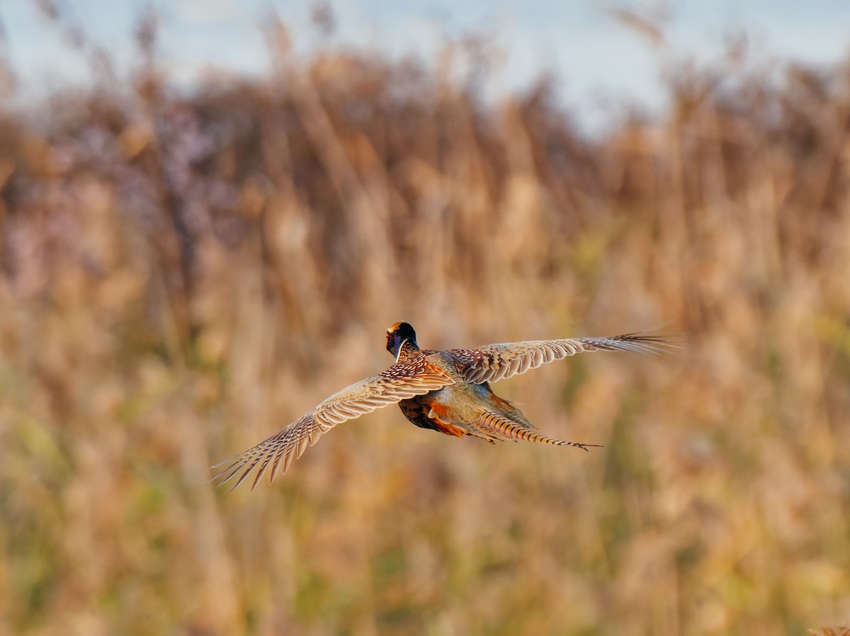 פסיון מצוי - ML646569332