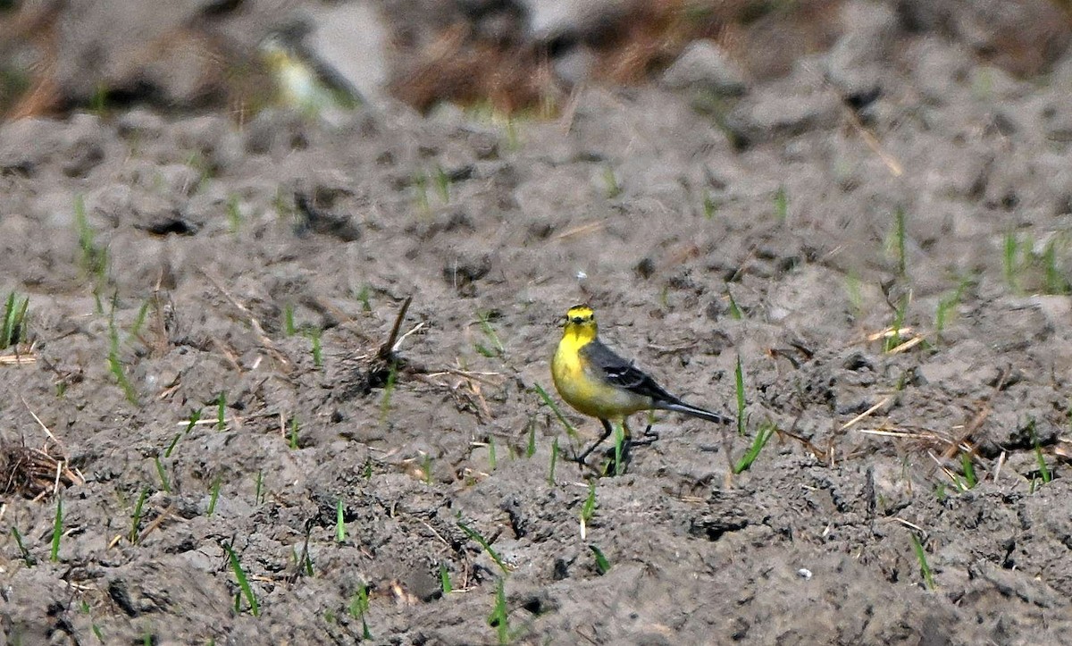 Citrine Wagtail - ML646569336