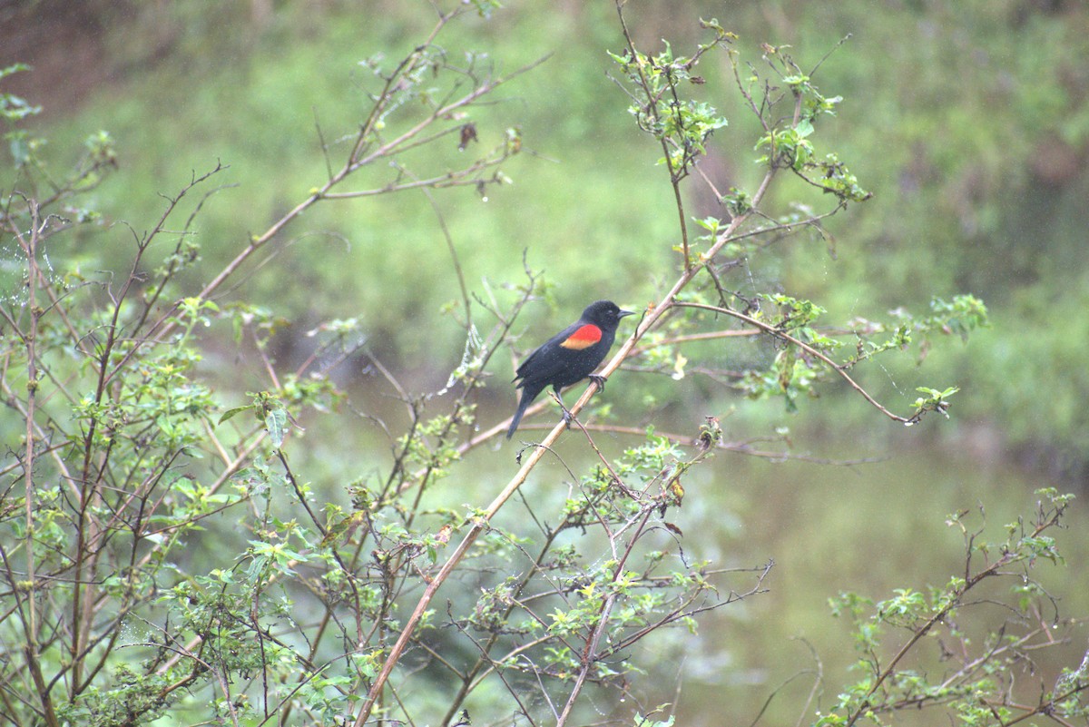 Red-winged Blackbird - ML646569339