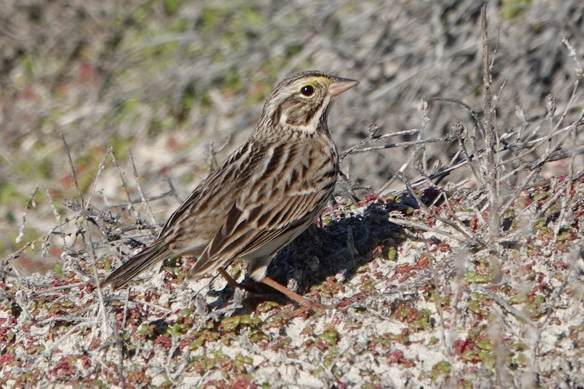 Savannah Serçesi - ML646569342