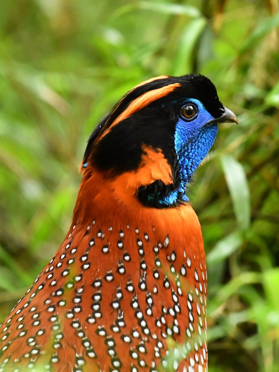 Temminck's Tragopan - ML646569344