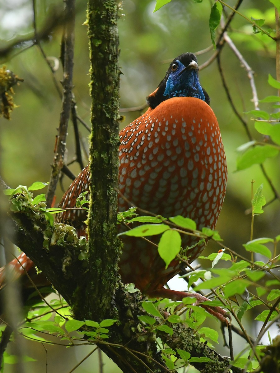 Temminck's Tragopan - ML646569345