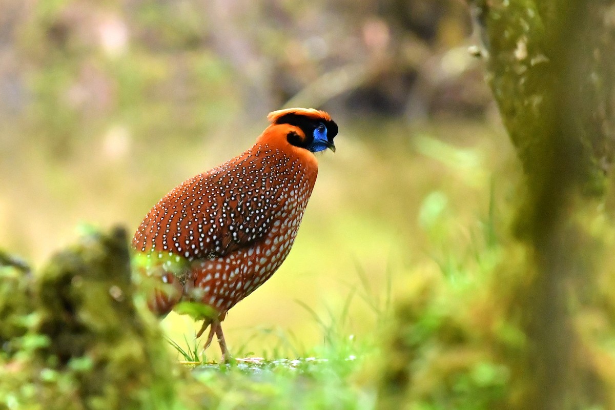 Temminck's Tragopan - ML646569346
