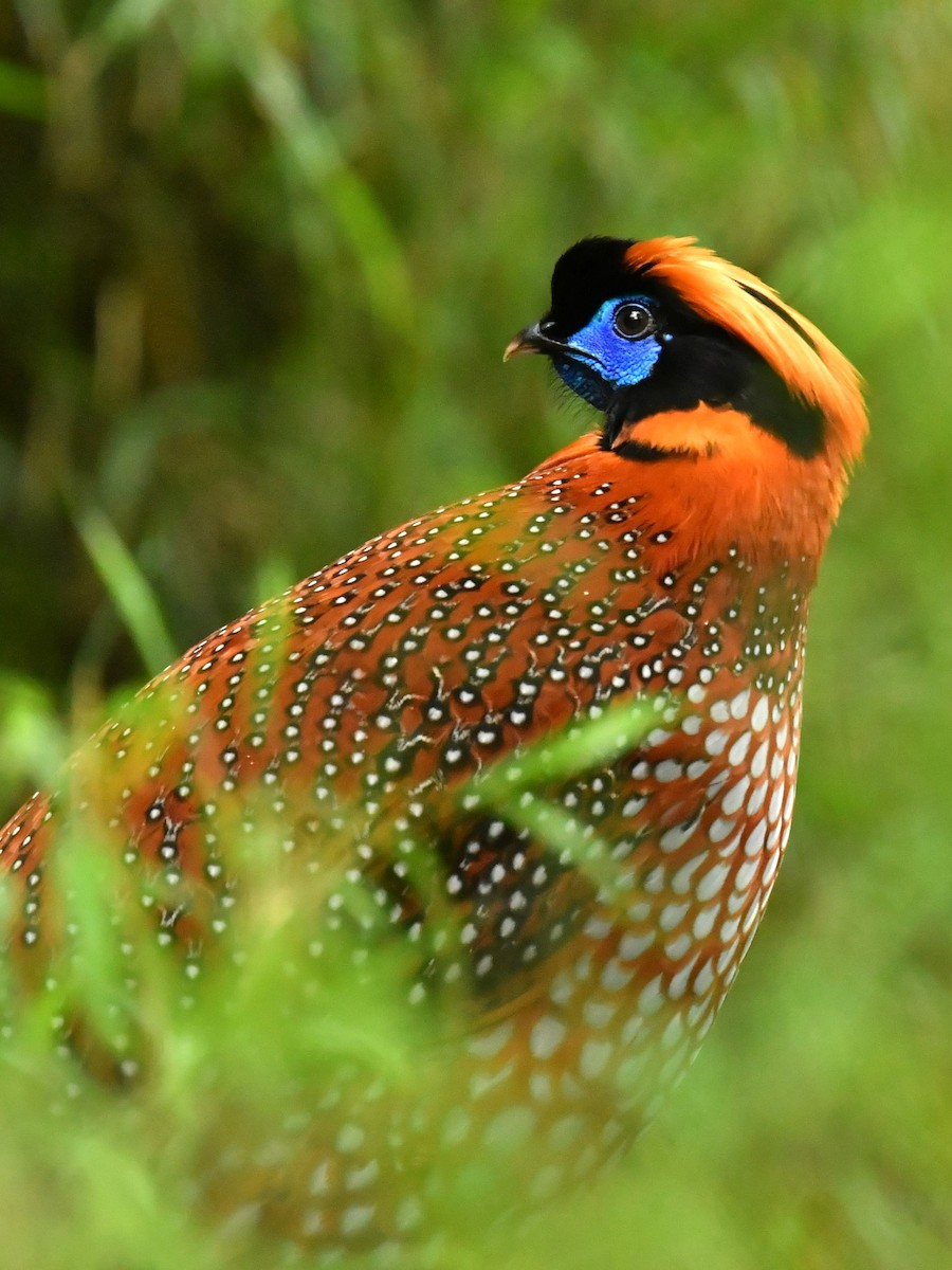 Temminck's Tragopan - ML646569347