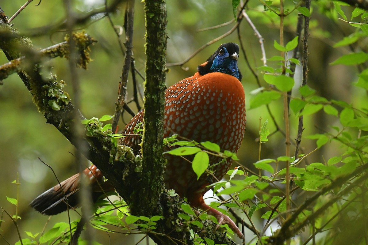 Temminck's Tragopan - ML646569348