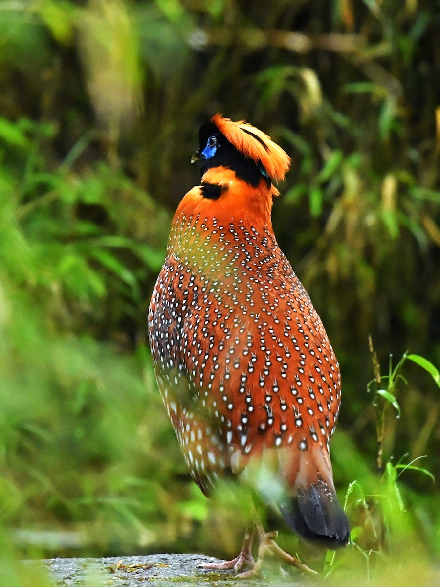 Temminck's Tragopan - ML646569349
