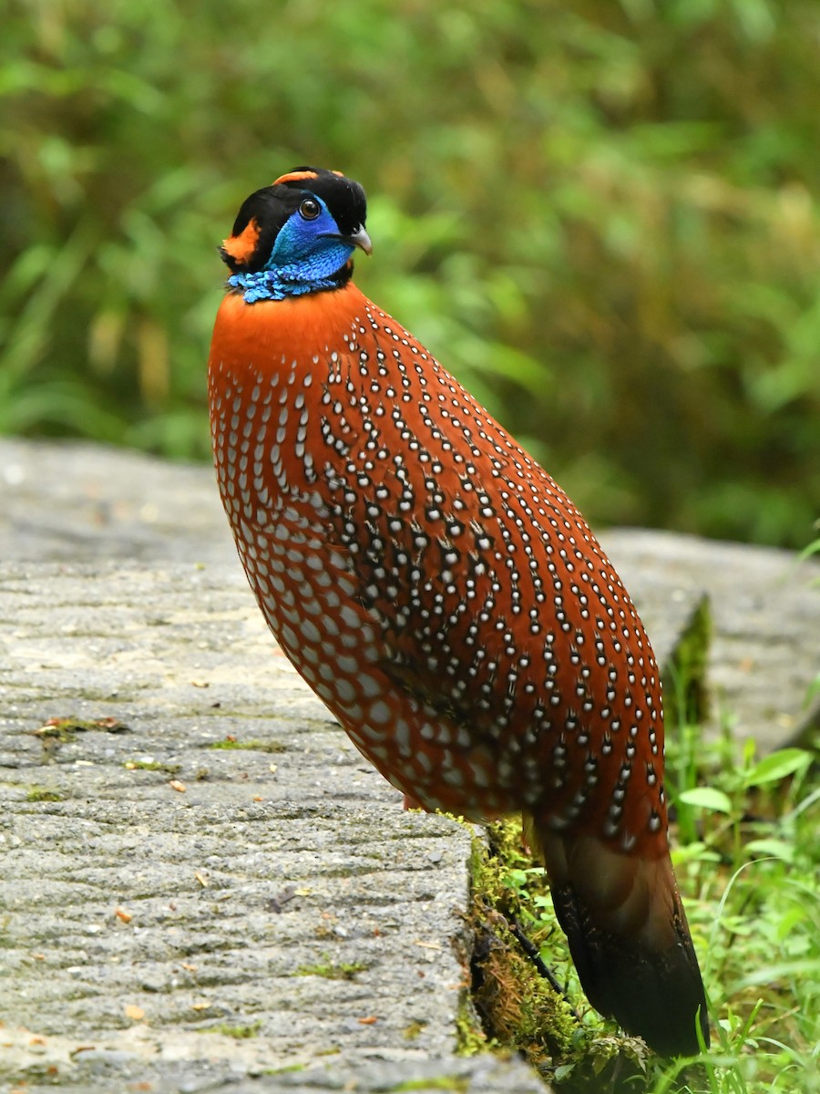 Temminck's Tragopan - ML646569350