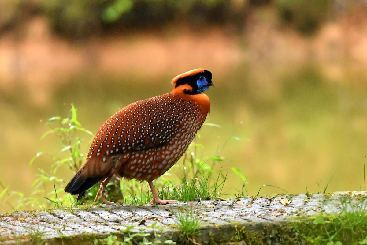 Temminck's Tragopan - ML646569351