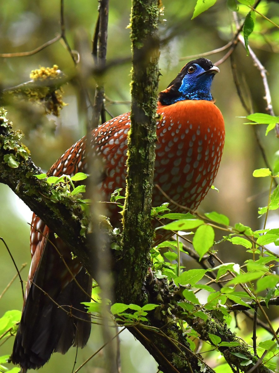 Temminck's Tragopan - ML646569352