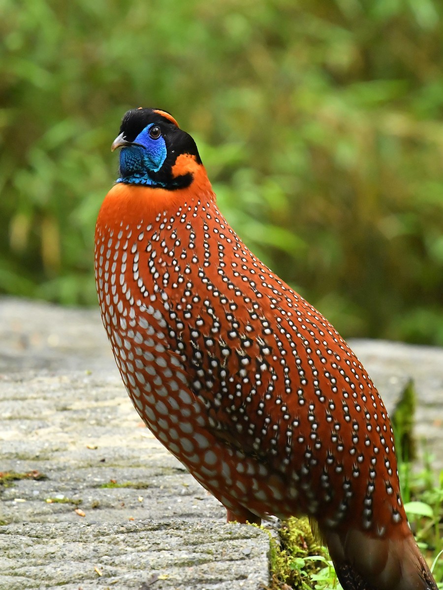 Temminck's Tragopan - ML646569353