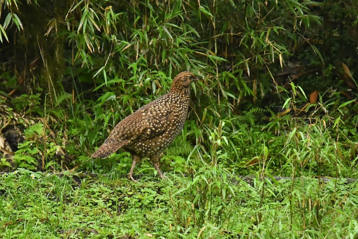 Temminck's Tragopan - ML646569354