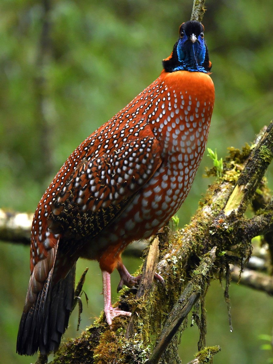 Temminck's Tragopan - ML646569355