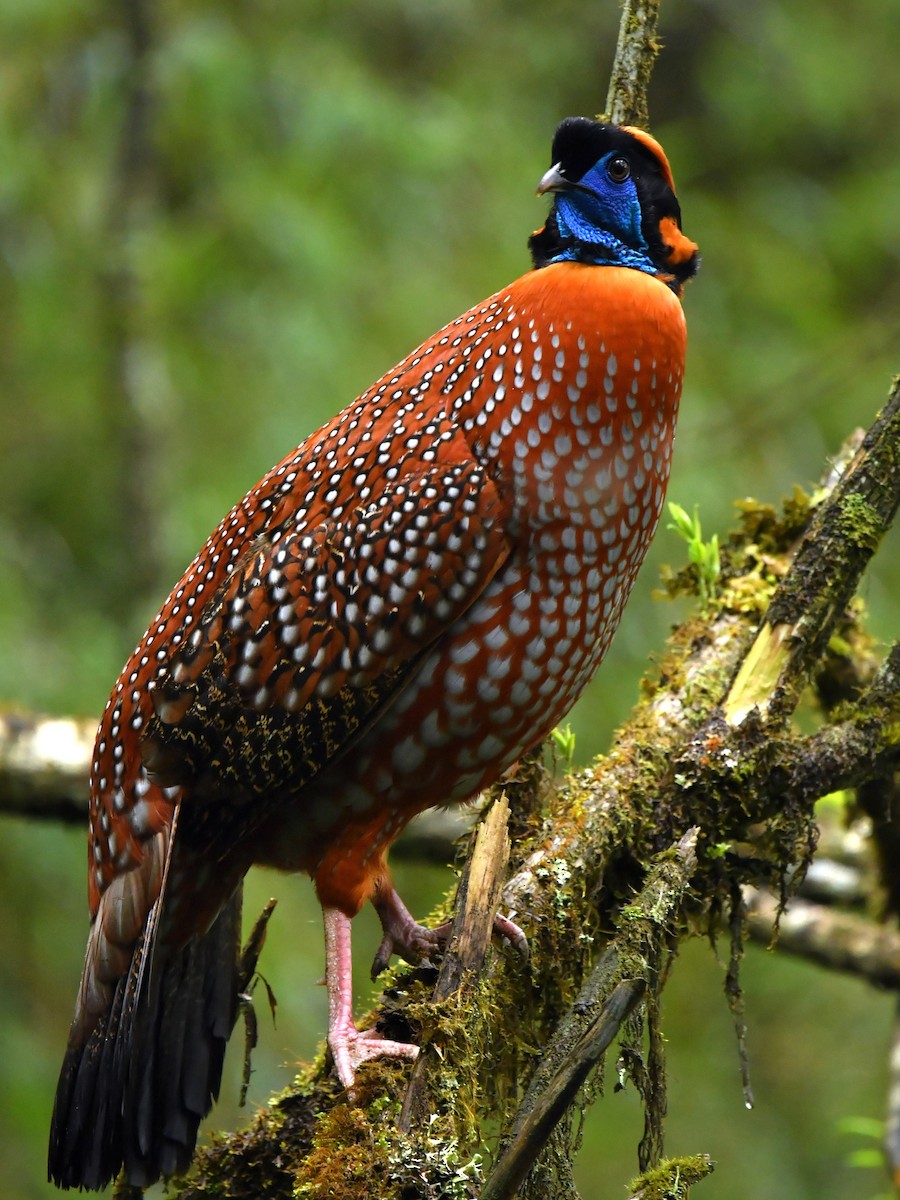 Temminck's Tragopan - ML646569356