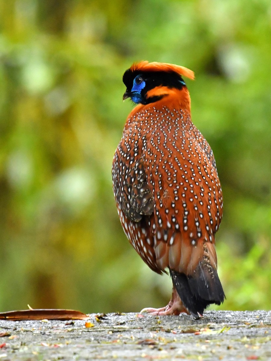 Temminck's Tragopan - ML646569357