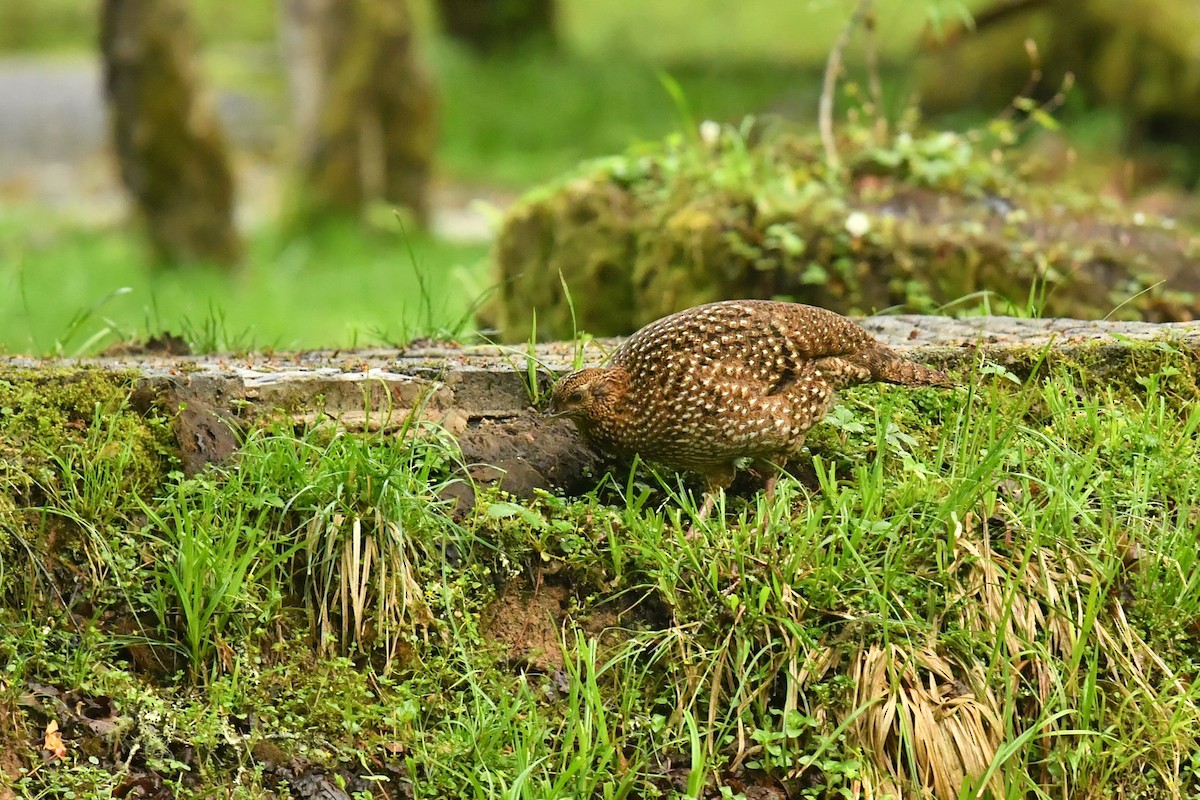 Temminck's Tragopan - ML646569358