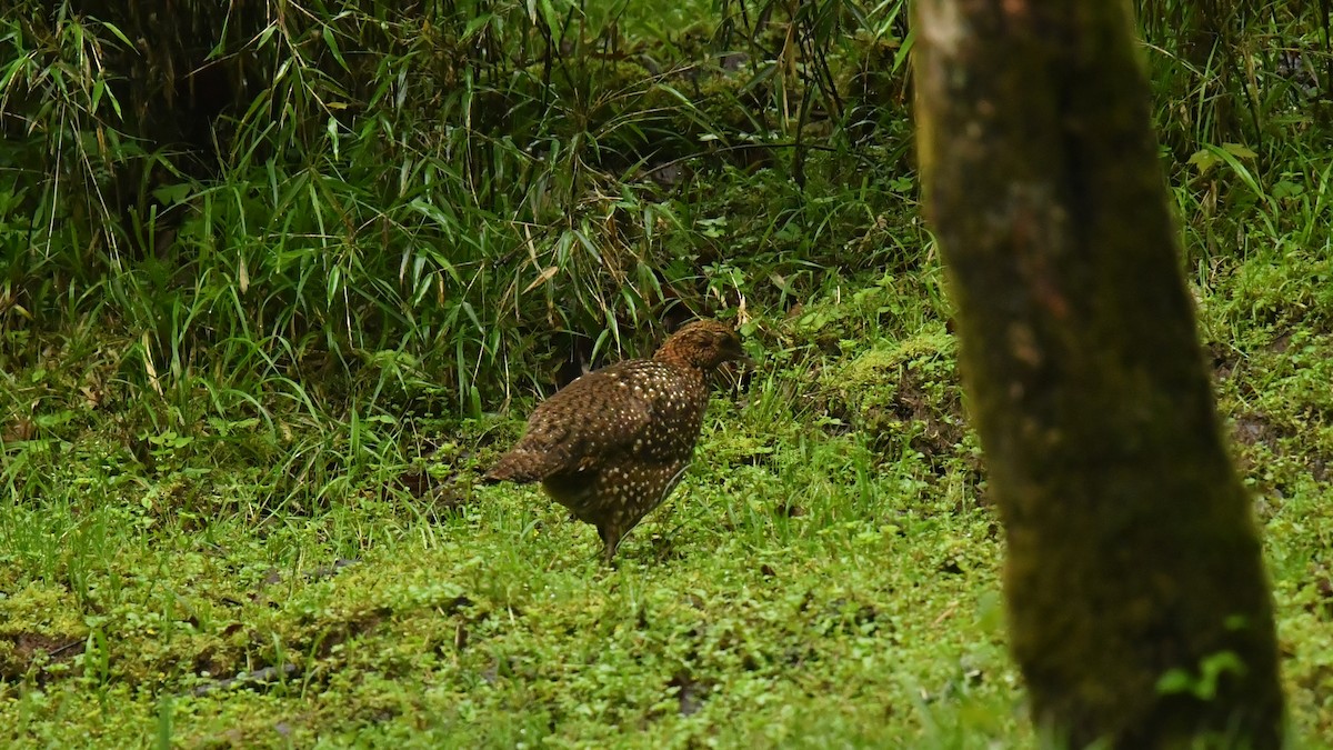 Temminck's Tragopan - ML646569359