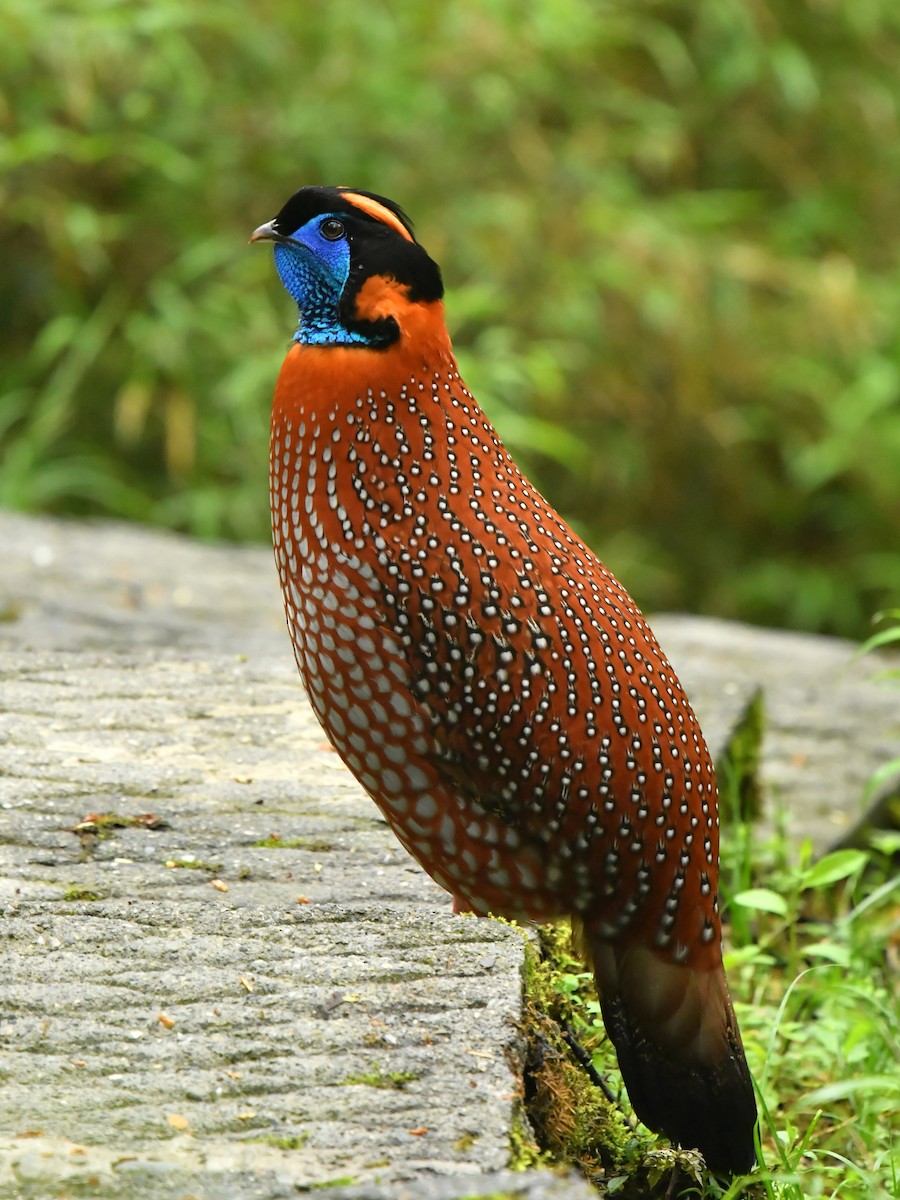Temminck's Tragopan - ML646569360
