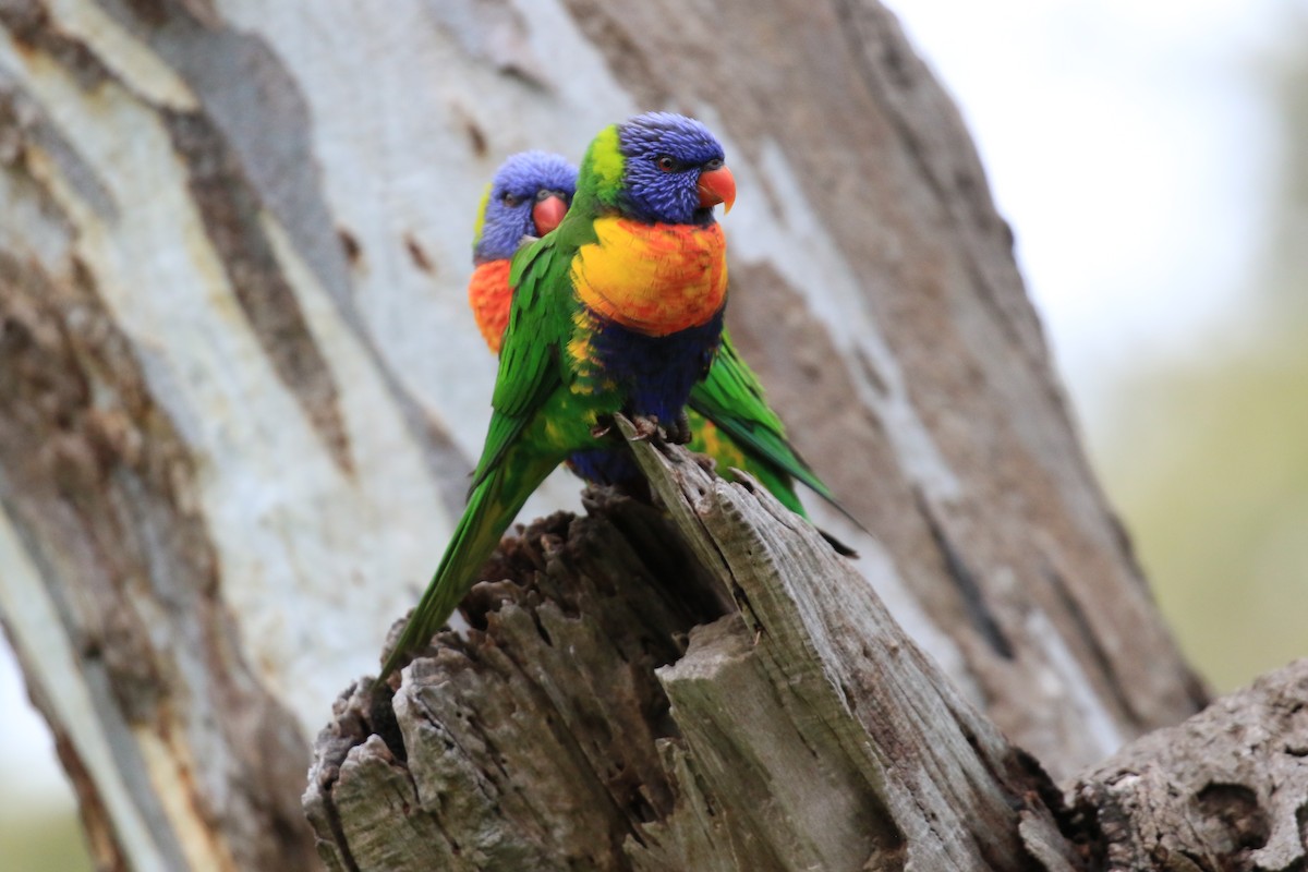 Rainbow Lorikeet - ML646569361