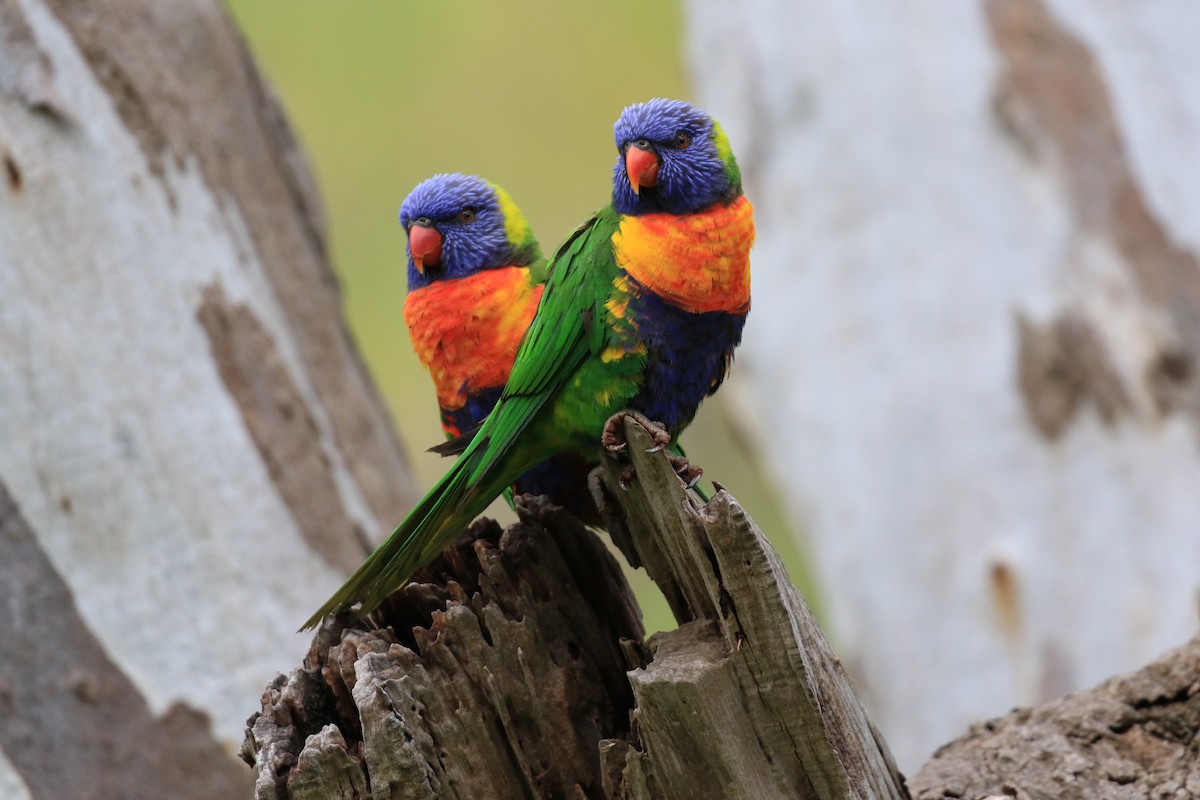 Rainbow Lorikeet - ML646569362