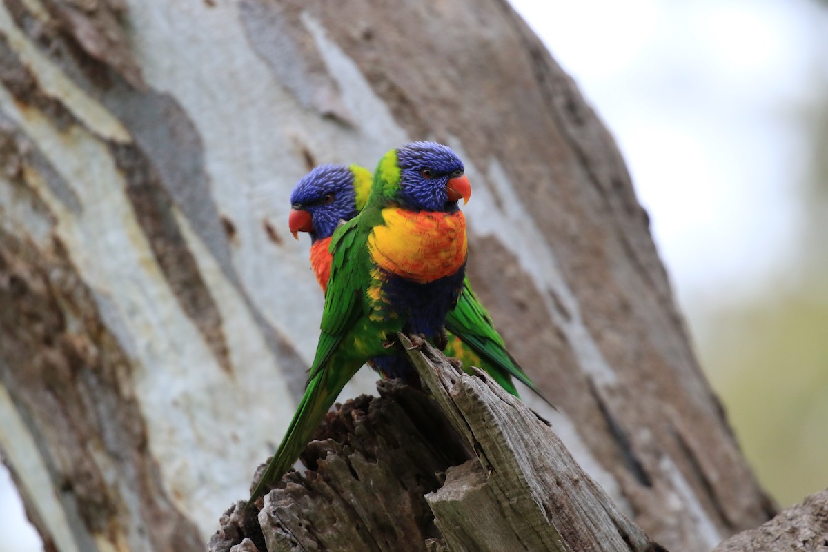 Rainbow Lorikeet - ML646569363