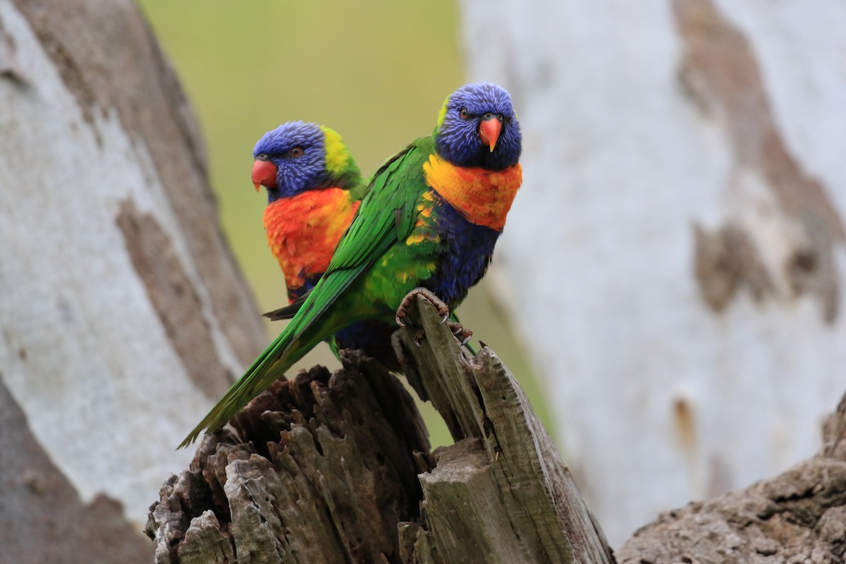 Rainbow Lorikeet - ML646569364