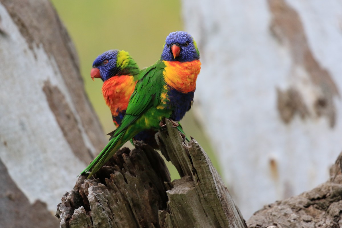 Rainbow Lorikeet - ML646569365