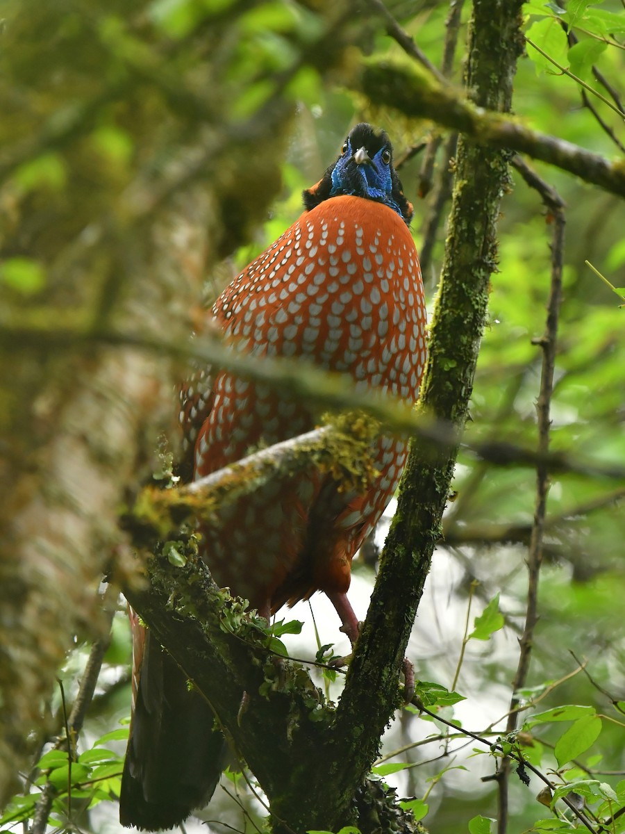 Temminck's Tragopan - ML646569366