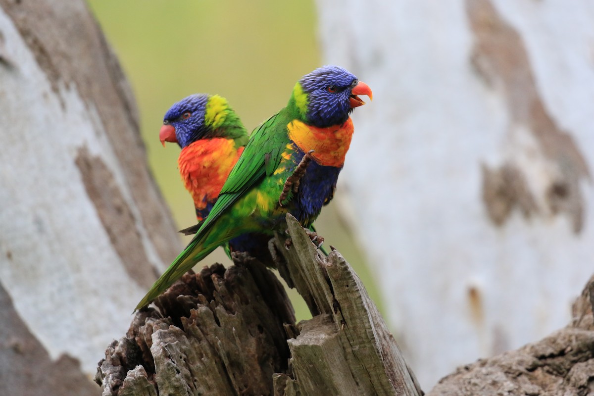 Rainbow Lorikeet - ML646569367