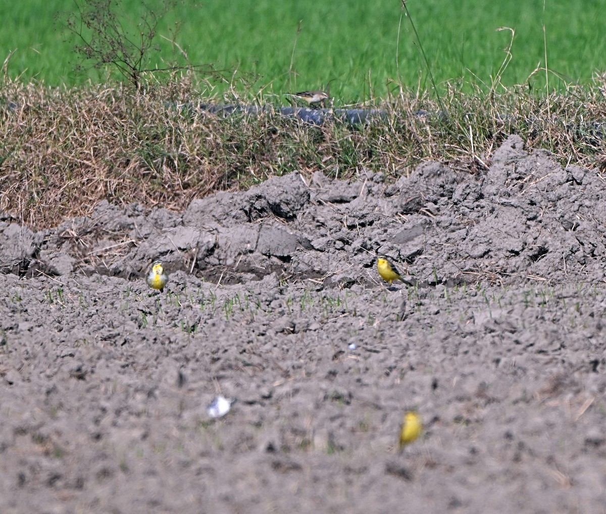 Citrine Wagtail - ML646569371