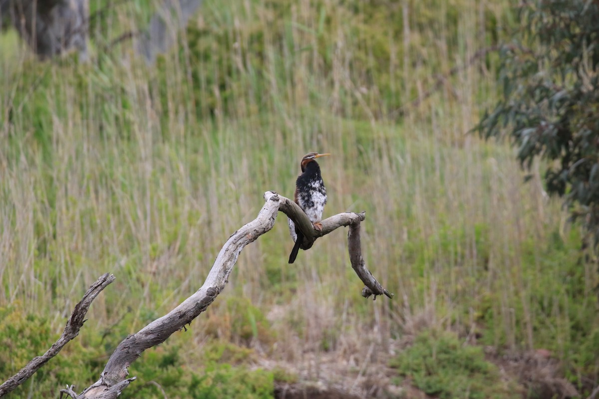 Australasian Darter - ML646569372