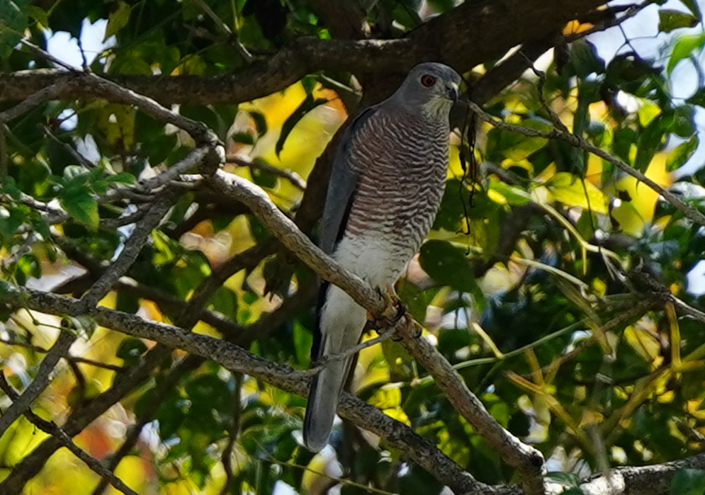 Shikra - ML646569373