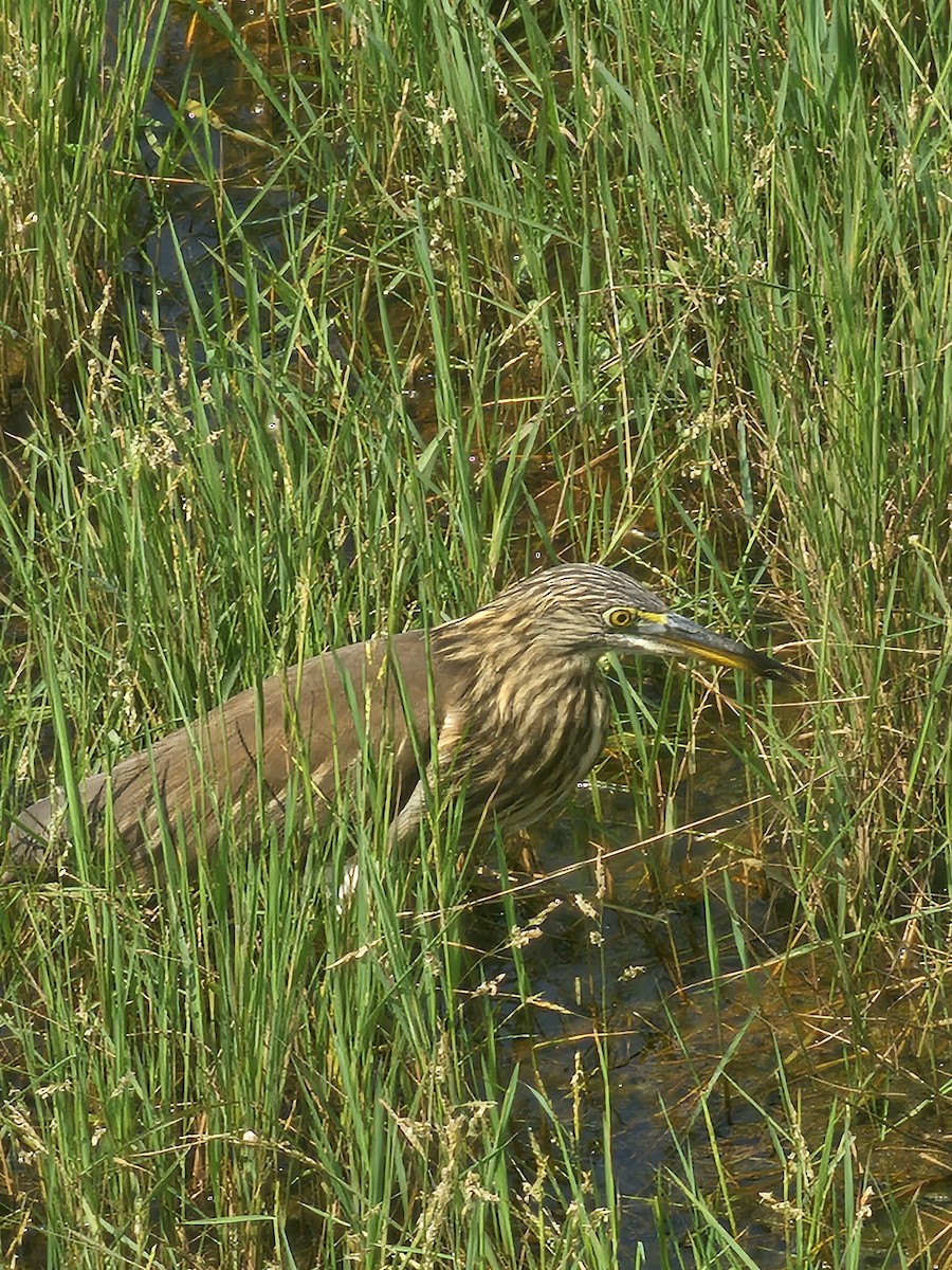 Индийская прудовая цапля - ML646569377