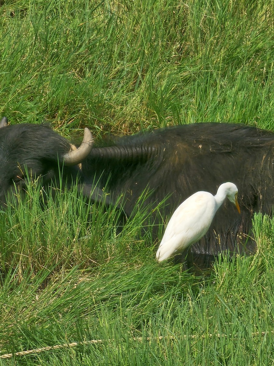 Eastern Cattle-Egret - ML646569382