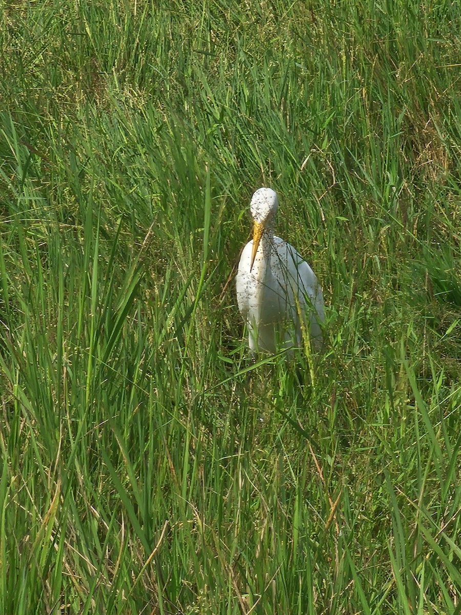 Eastern Cattle-Egret - ML646569383