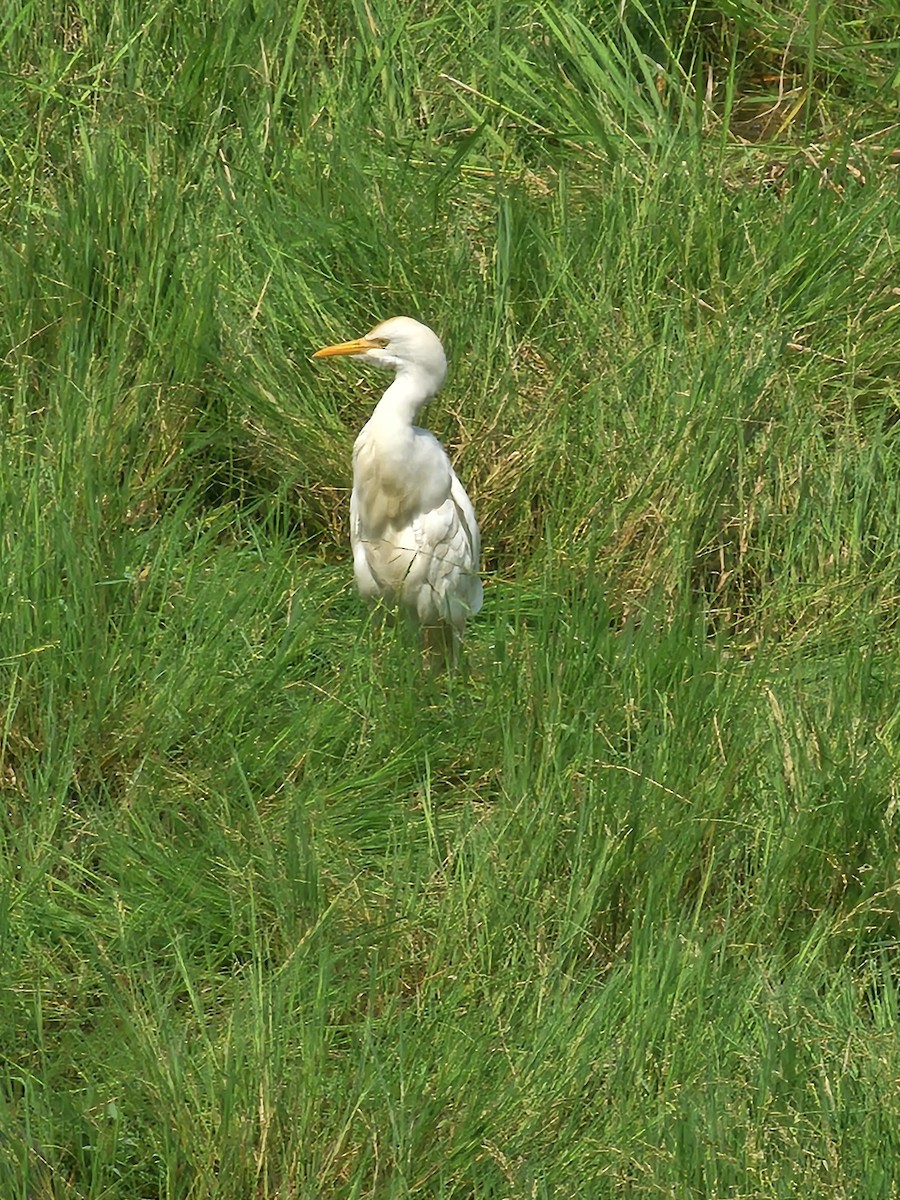 Eastern Cattle-Egret - ML646569384