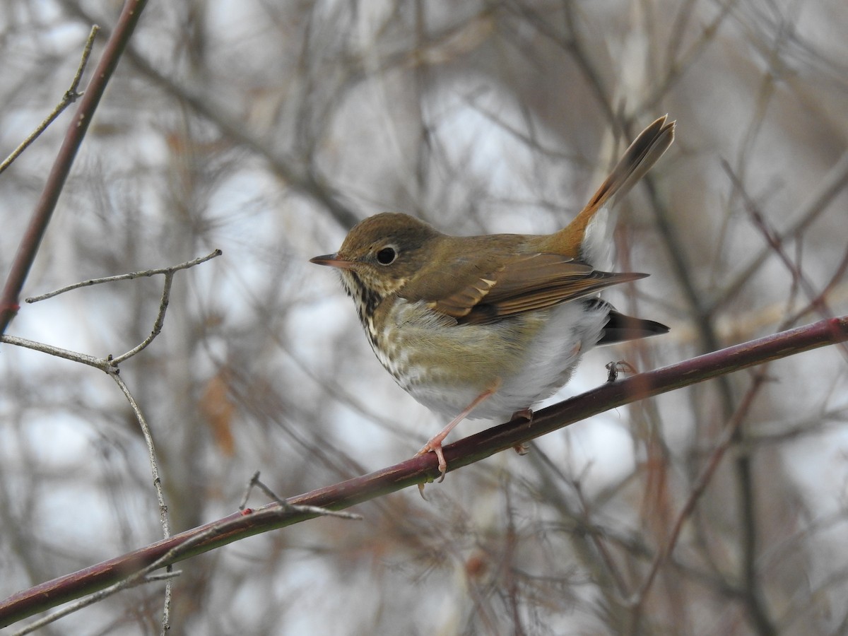 Дрізд-короткодзьоб плямистоволий - ML646569394
