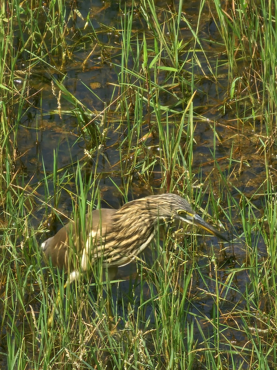 Индийская прудовая цапля - ML646569395