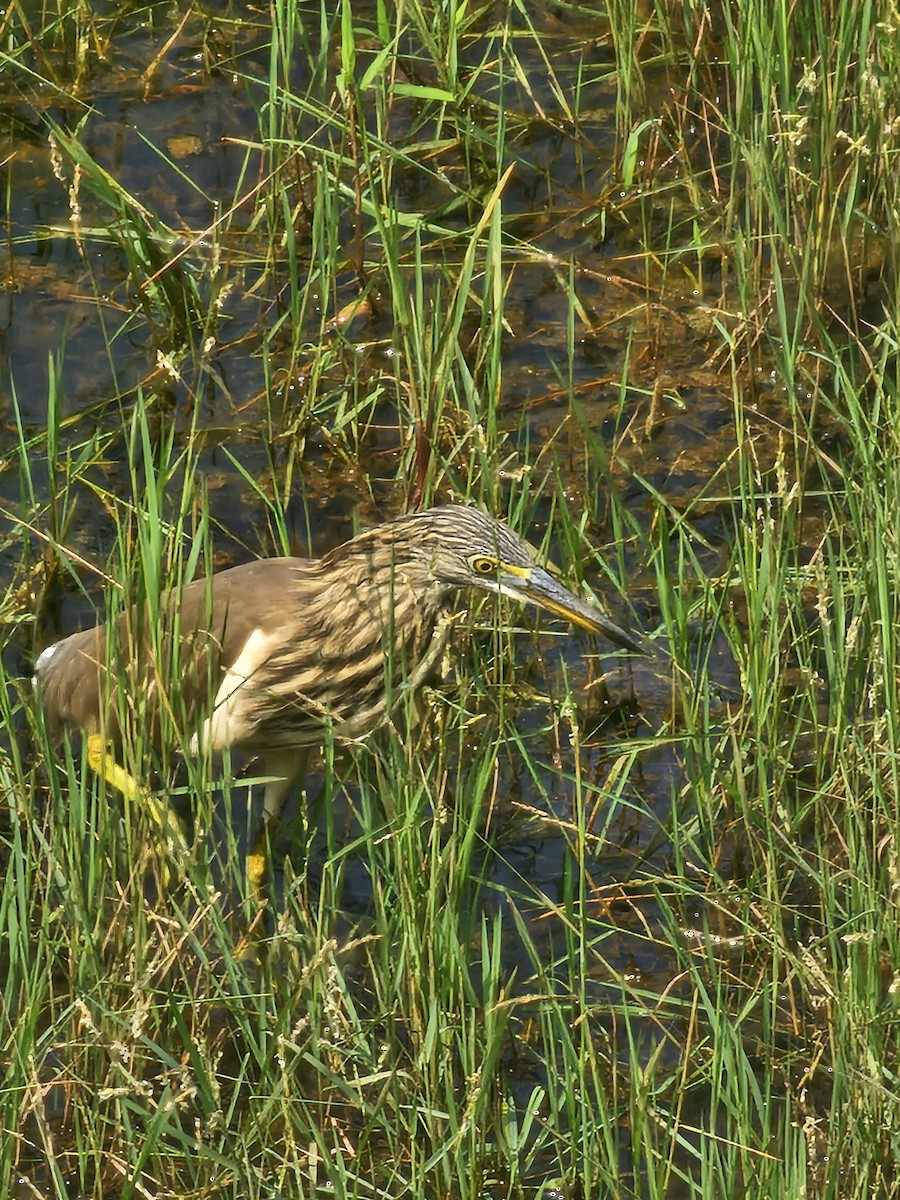 Индийская прудовая цапля - ML646569396