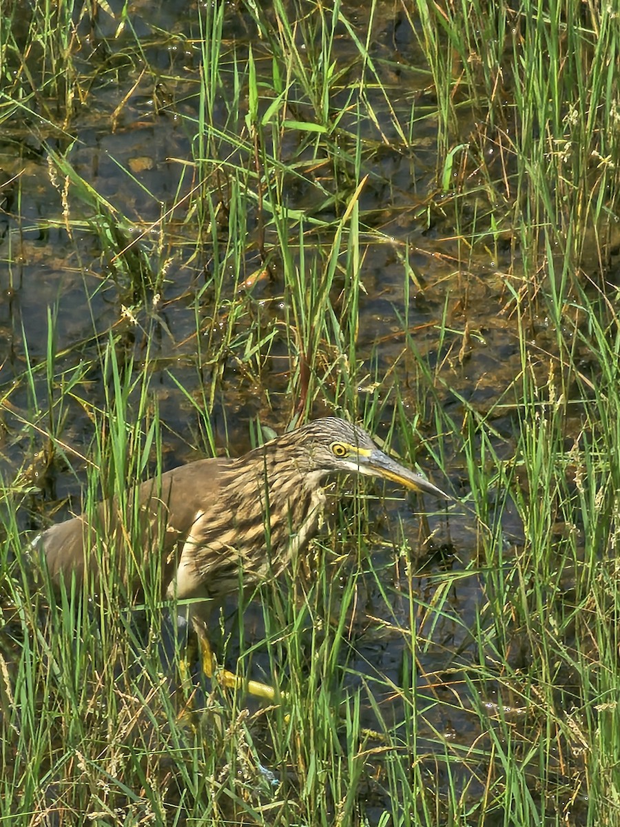 Индийская прудовая цапля - ML646569397