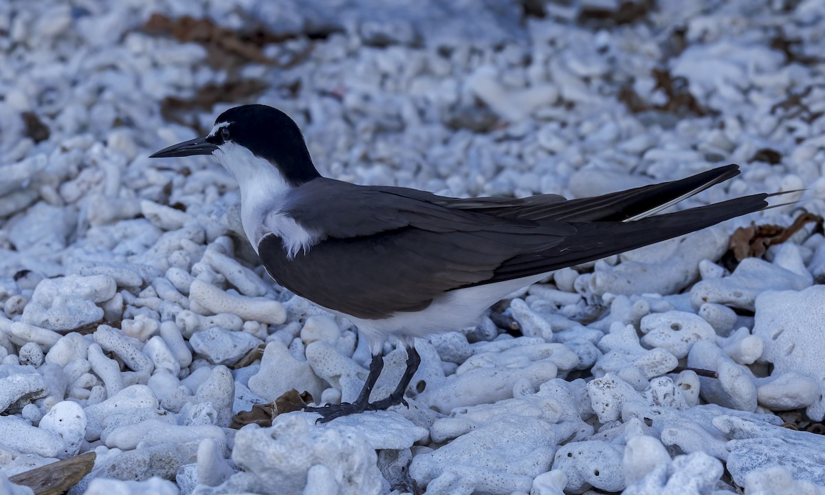 Bridled Tern - ML646569404