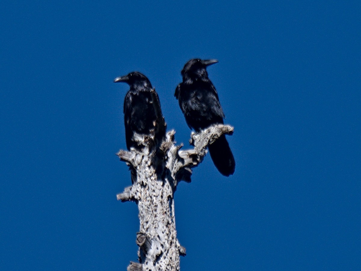 Common Raven - ML646569405