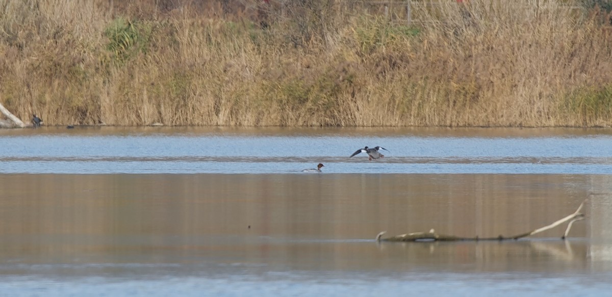 Serreta Grande - ML646569407